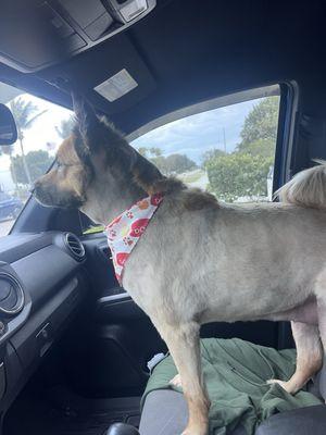 Maddy with her mullet cut