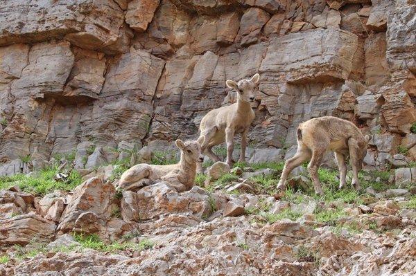 Wyoming wildlife