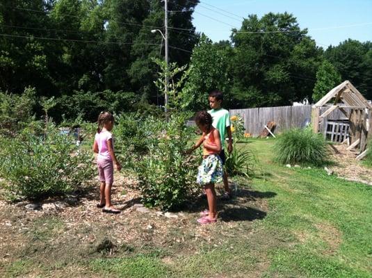 My sons blueberry bush planted in the urban farm. Full of ripe berries!