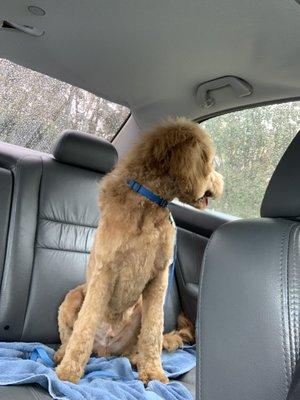 Doggo with a mullet