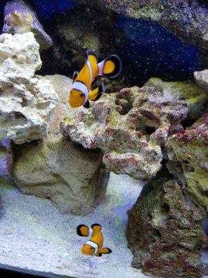 My pair of clown fish