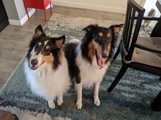 Lucy and Abby the morning after a grooming session at  &