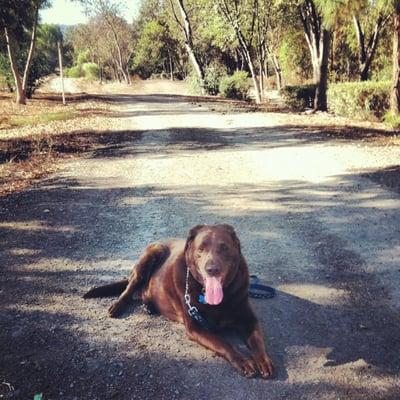 Saint relaxing on the trail