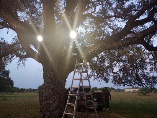 Tree lights