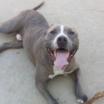 Pitbull needs home!! Look through reviews for more info or contact (310)618-4480