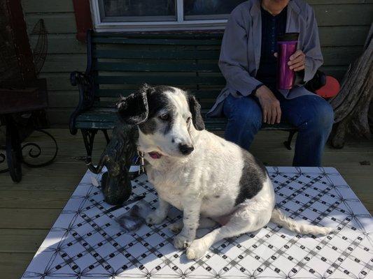 Our Miss Daisy visiting us for morning coffee