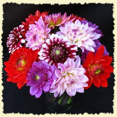 Organic Summer Dahlias