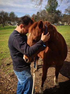 Horse Chiropractic (Veterinarian supervised.)