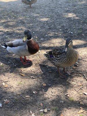 Friendly ducks