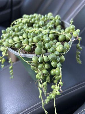 String of pearls