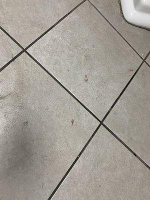 Blood splatter all over the restroom floor