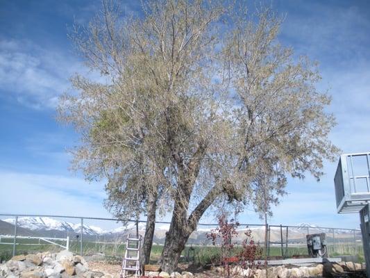 Twin Peaks Tree Care