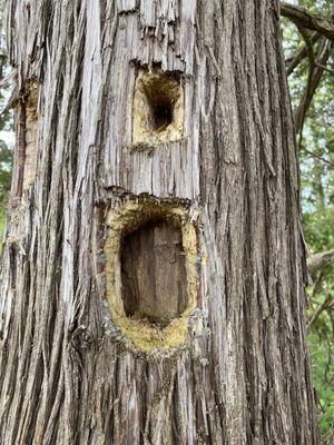 Amazing how a bird or birds can do this to a tree