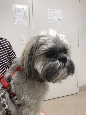 Our boy waiting for the vet Dr. Corbett, for some affection, professional attention and expertise.