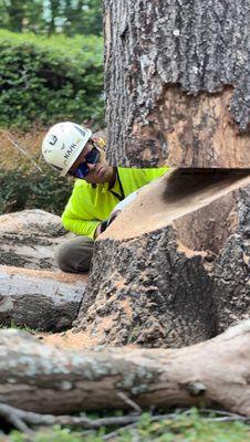 Our Climber has cut a perfect angle into the trunk that will allow the tree to safely come to the ground.