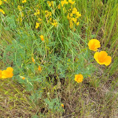 All different kinds of wildflowers at Parkland Prarie Nature Preserve.