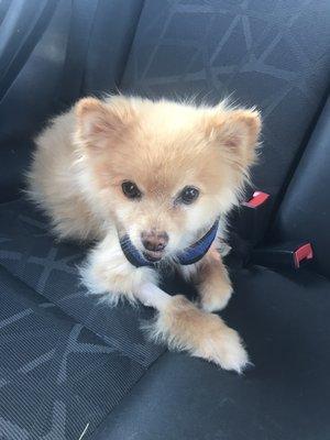 14 yo Pomeranian after tooth extraction