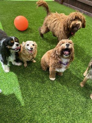 Stella and her furry friends at Camp4dogs