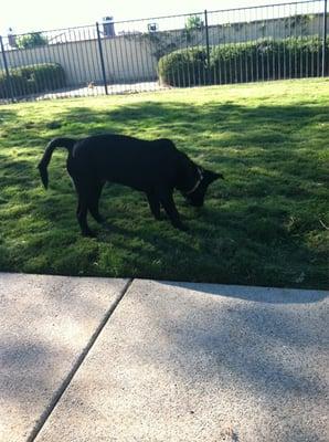 Puppy loving the Bressi Ranch dog park.