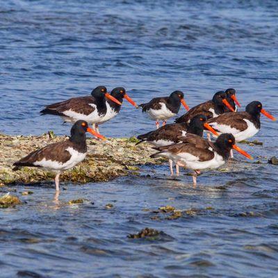 American oyster catchers on Beaufort SC boat tour