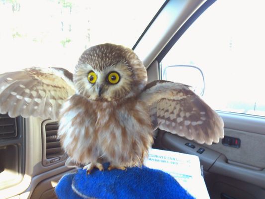 A rescued owl animatedly telling his story!