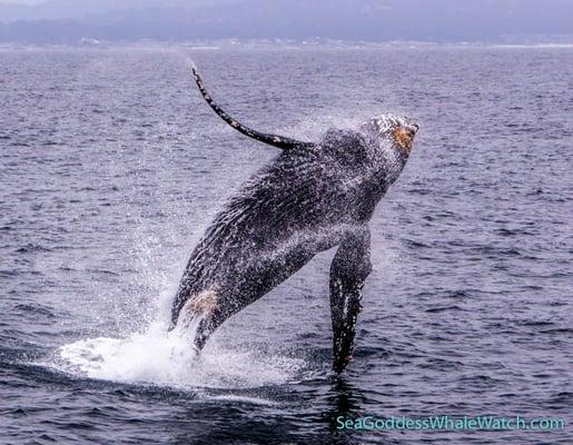 Breaching whale.