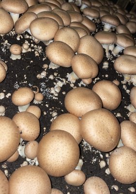 Portobello and Crimini Mushrooms are grown and harvested daily. 
 Fresh is quality!