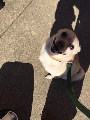 Ricky happily waiting in line for his rabies shot.