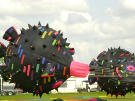 Huge Kites ready to take to the skies over Port Allen