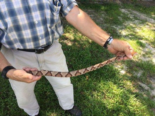 Snake that bit my puppy