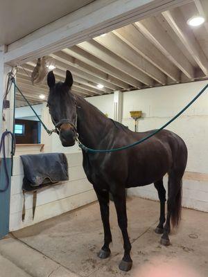 Comfortable well lit matted grooming bays