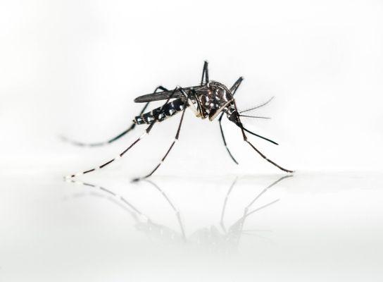 Providing Complete mosquito control