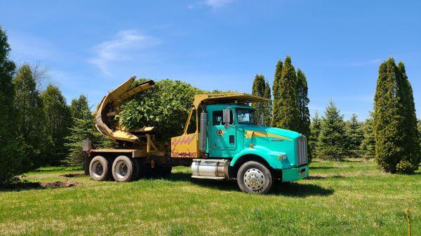 A & M Trees