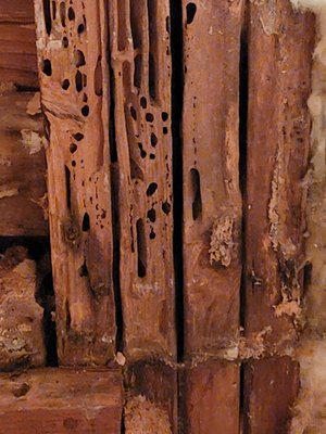 Carpenter ant galleries