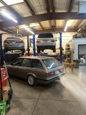 BMWs and dogs