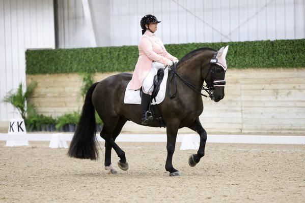 Angela Carter is a USDF Gold Medalist, earning all of her medals on her self trained Percheron Suffolk Punch "Romeo" Trainer at Twin Oak.