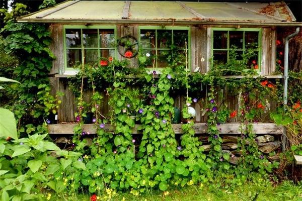 My hand built potting shed .