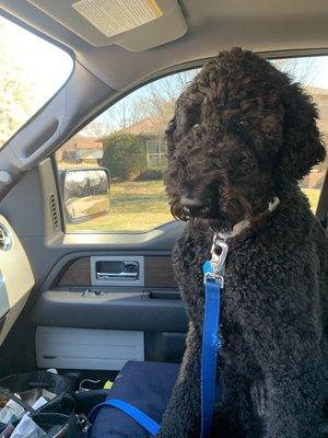 Tucker loves going to Barkfellers to play with his friends!