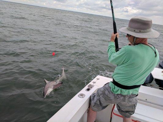 Big Blacktip Shark off St. Simons Island