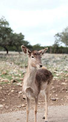 Natural Bridge Wildlife Ranch