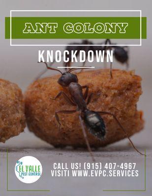 Ant control and extermination by El Valle Pest Control.