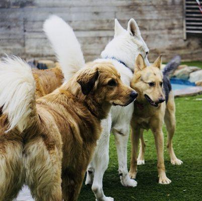 Posing for pictures to show mom and dad their new buddies