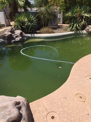 A Pool maintained by Johnson Pools-be warned!!!