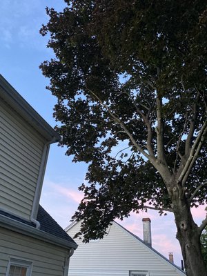 Tree no longer hangs over our house and see can see the sky