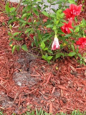 Another photo of how they leave their jobs. Leaving plant beds messy.