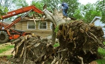 Tree Service Frederick