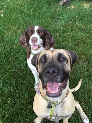 Brits & Barks #dog walkers #happiness