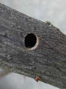 Carpenter bee hole in deck