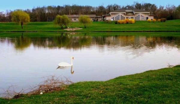 The swan that returns every spring with the Lung/Stull building in the background.