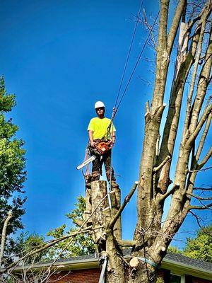 Martin’s Skyline Tree Care